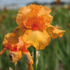 Bearded Iris Rhizome