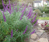 Salvia leucantha