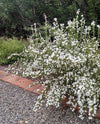 Leucophyllum laevigatum sp.