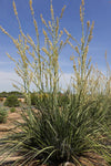 Hesperaloe parviflora x funifera