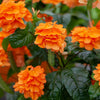 Crossandra infundibuliformis