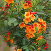 Tecoma stans