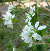Bauhinia lunarioides