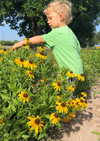 Pocket Prairie Wildflower Mix Seed 4.6oz