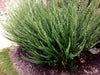 Leucophyllum frutescens sp.