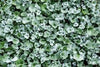 Dichondra argentea sp.