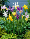 Bagged Dutch Iris Bulbs