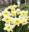Narcissus Bulb
