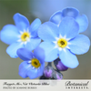 Forget-Me-Not Victoria Blue Seed Pkt