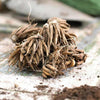 Bagged Ranunculus Corms