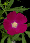 Winecup, Annual Seed Pkt 4g