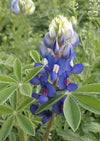 Texas Bluebonnet Seed 2.8oz Bag
