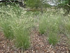 Blue Grama: Bouteloua gracilis