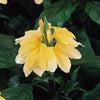 Crossandra infundibuliformis