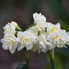 Narcissus Bulb