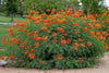 Caesalpinia pulcherrima