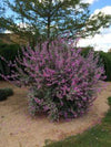 Leucophyllum frutescens