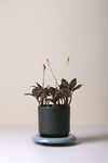 The Lily (Pot and Saucer)