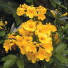 Tecoma stans