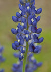 Texas Bluebonnet Seed 2.8oz Bag