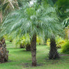 Phoenix roebelenii