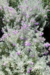 Leucophyllum frutescens