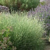 Blue Grama: Bouteloua gracilis