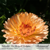 Calendula Zeolights Org Seed Pkt