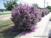 Leucophyllum frutescens