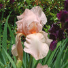 Bearded Iris Rhizome