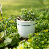Edaline Crackle Planter