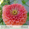 Zinnia California Giants Seed Pkt