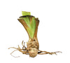 Bearded Iris Rhizome