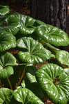 Farfugium japonicum var. giganteum