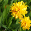 Bagged Narcissus Bulbs