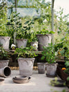 Elizabeth (Pot and Saucer)