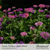 Zinnia Northern Lights Blend Seed Pkt