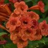 Tecoma stans