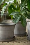 Galestro (Pot and saucer)
