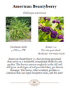 Mexican Beautyberry: Callicarpa acuminata