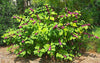 Mexican Beautyberry: Callicarpa acuminata