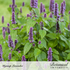 Hyssop Anise Seed Org Pkt