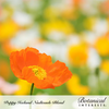 Poppy Iceland Nudicaule Blend Seed Pkt