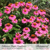 Echinacea Purple Coneflower Org Seed Pkt