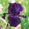 Bearded Iris Rhizome