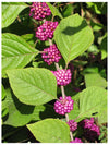 Mexican Beautyberry: Callicarpa acuminata