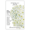 Alyssum Sweet Tiny Tim Seed Pkt