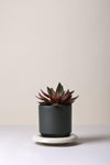 The Lily (Pot and Saucer)