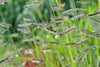 Blue Grama: Bouteloua gracilis