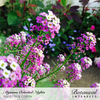 Alyssum Sweet Oriental Nights Seed Pkt